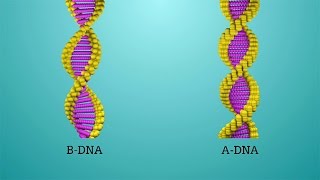โครงสร้างของดีเอ็นเอ DNA structure วิทยาศาสตร์ ม.4-6 (ชีววิทยา)