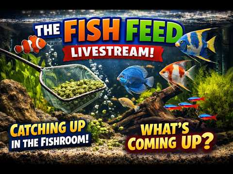 Livestream #12 - The Fish Feed - I need to seriously catch up on things