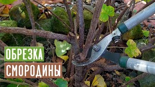 СМОРОДИНА 🌱 Правильная обрезка повысит урожай!!! / Садовый гид