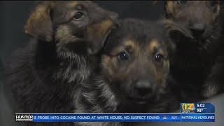 Animal activists call Kern County the 'dog dumping ground of California'