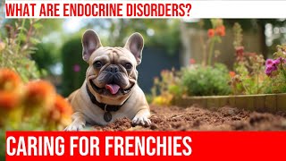 French Bulldogs & Endocrine Disorders: What to Know & How to Manage