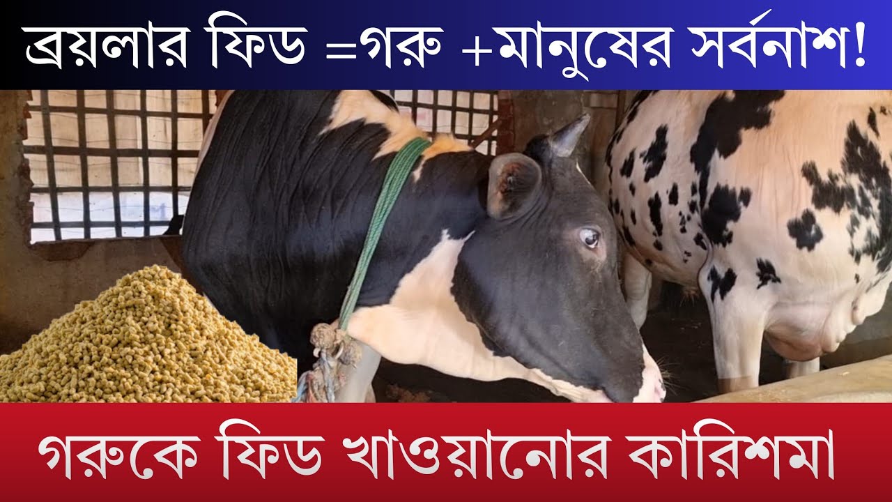 গরুকে ব্রয়লার ফিড খাওয়ানোর ভালো মন্দ।। গরুকে ফিড খাওয়ানোর উপায়।। NST Vision 