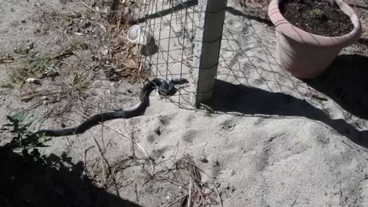 *Strongoli e .... gatto attacca serpente alla Marina*