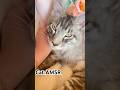 CAT AMSR😻purrrrrrrrr #cat #cute #purringcat#catsounds#happycats#love#sunday#