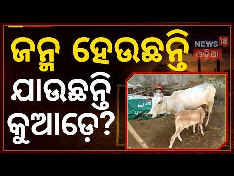 କୁଆଡ଼େ ଯାଉଛି ବାଛୁରୀ? Millions Born But Few Seen: The Shocking Reality Of Odisha's Male Calves N18V