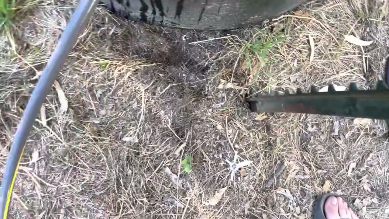 2022 outdoor weed grow