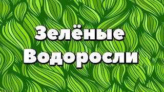 Ботаника.Зелёные водоросли. Ботаника.Зелёные водоросли.