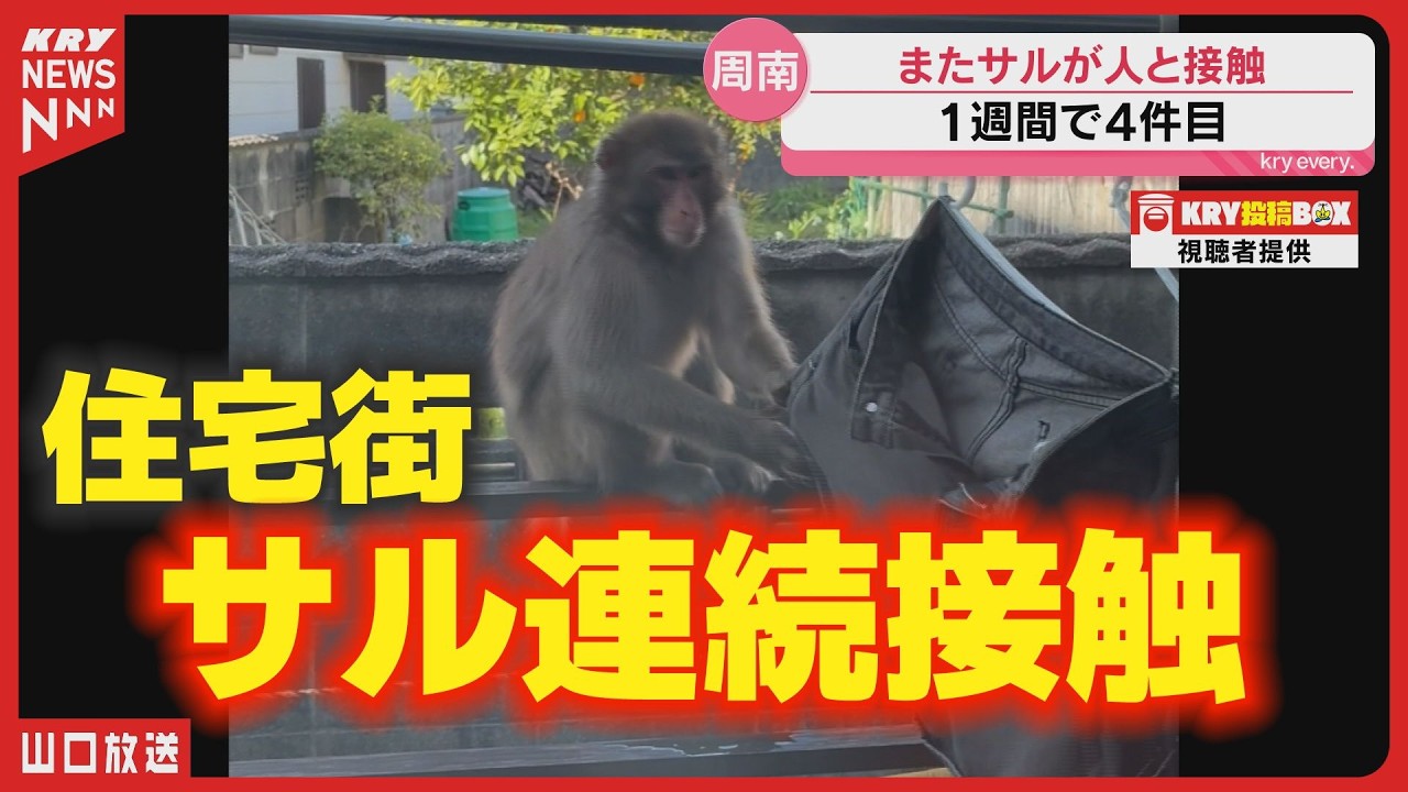 Monkey attacks continue] Four contacts in one week Woman's