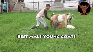 Inspiration Young Anglo Goat Super Best quality for breed