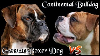 Deutscher Boxer VS Continental Bulldog  2 Bulldoggen im Vergleich
