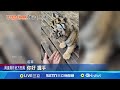 山東動物園幼虎遭虐待