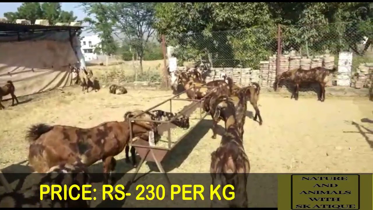 cats inn SIROHI BAKRI/BAKRI WITH KIDS FOR SALE|RAJASTHAN GOAT|INDIAN RJ GOAT FARM