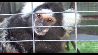 印尼棉兰阿祥马达山上生态酒店(上)