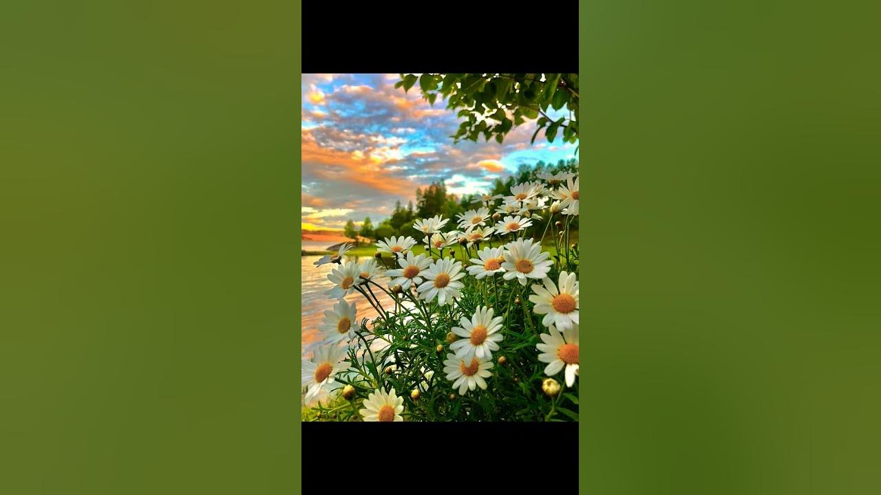 кудряшка # - YouTube