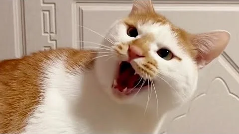 Video 11772901: hilarious cat show, hilarious cats dogs