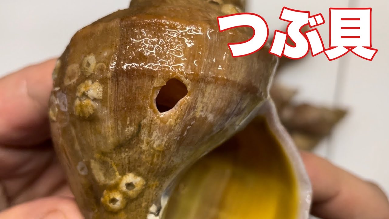 【つぶ貝のお刺身】さばき方/刺身/下処理の方法