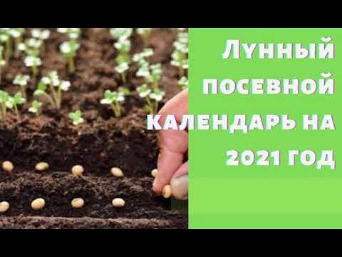 Подробный Лунный посевной календарь садоводов и огородников на октябрь 2021 г -