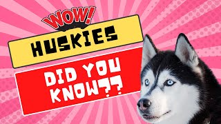 10 Interesting Facts About Siberian Huskies (Things You Didn't Know!)