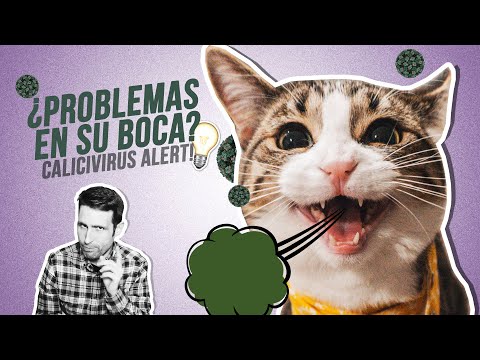 Video: Cat-astrophe: problemas comunes de mal comportamiento y cómo solucionarlos