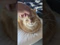 Orange Cat on the Pillow #cats #orangecats #mango #cute