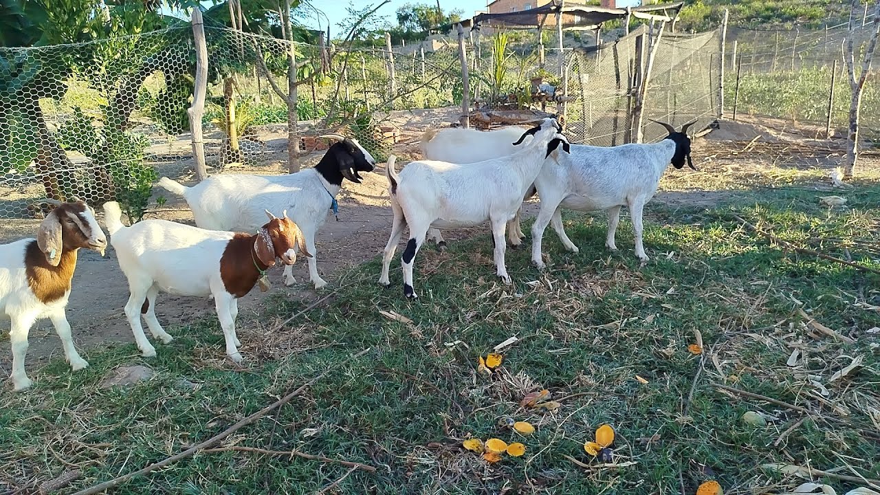 Criação de cabras bôer uma das melhores opção para criar no nosso sertão!!