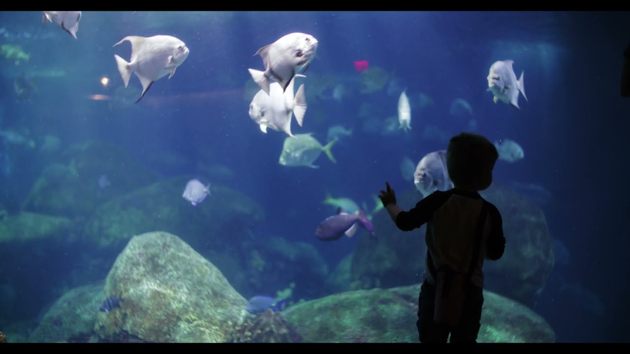 ACALMAR E RELAXAR A MENTE EM POUCOS MINUTOS