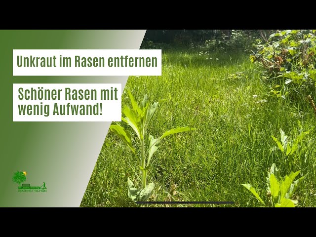 Unkraut Im Rasen Vergeht Doch Youtube