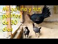 GALLINA Y SUS POLLITOS DE 30 DIAS