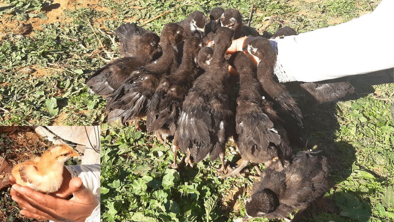 تربية كتاكيت ديك الرومي (البيبي) أجيو نشوفو فين وصلوا الكتاكيت ديال البيبي و الفلالس مع مريم