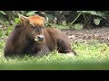 ガウル,マレーシア国立動物園,Malayan Gaur,Seladang Malaysia,Zoo Negara Malaysia