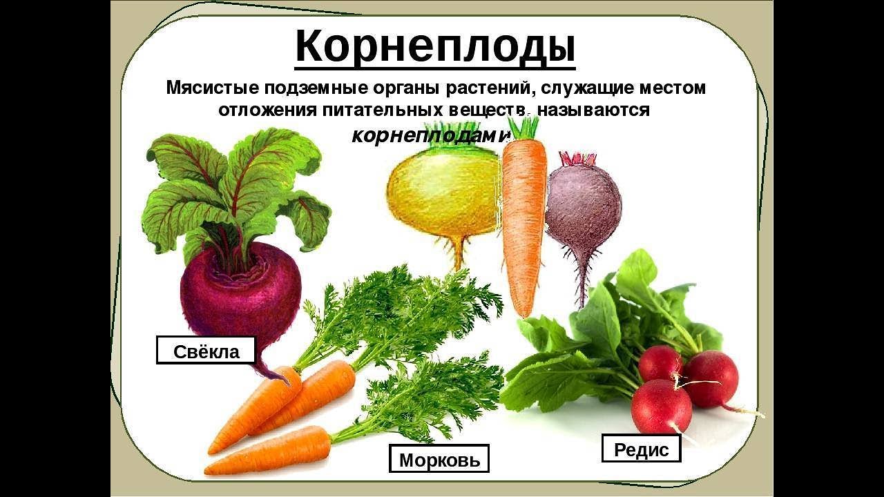 Питательные вещества овощей. Корнеплоды. Корнеплоды биология. Овощи корнеплоды. Овощи и корнеплоды перечень.