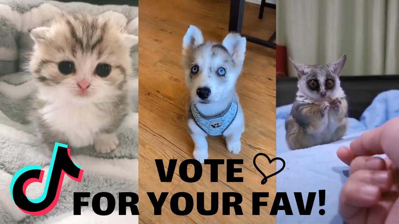 CUTEST PETS COMPILATION #1 | 10 Minutes of most adorable pets on TikTok ...