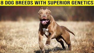 8 Dog Breeds with Superior Genetics by PawPrints Perfect 842 views 3 weeks ago 8 minutes, 36 seconds