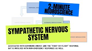 2-Minute Neuroscience: Sympathetic Nervous System