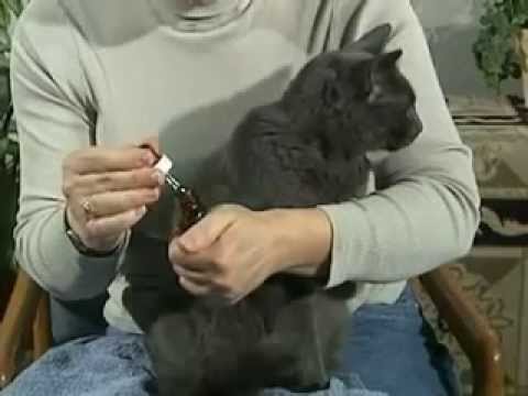 Administering ear drops to your cat - YouTube