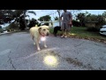 360-Degree Illuminating Utility Puplight