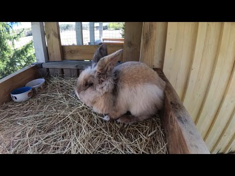 Video: Hur Man Berättar För En Bäver Från En Kanin