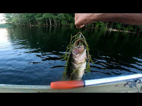 BLACK BASS: Plastic Worm Fishing for BIG Summertime Largemouth Bass