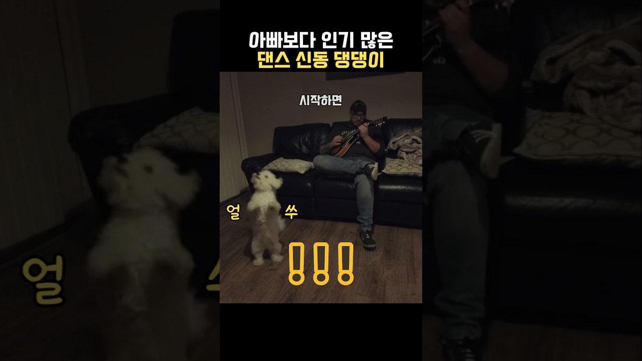 천재라고 불리는 춤추는 댕댕이