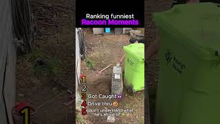 Funniest Racoon moments  #ranking #viral #funny #animals #racoon