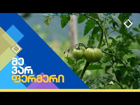 სხვადასხვა ჯიშის პომიდორი ქედიდან | მე ვარ ფერმერი | 23.07.2024