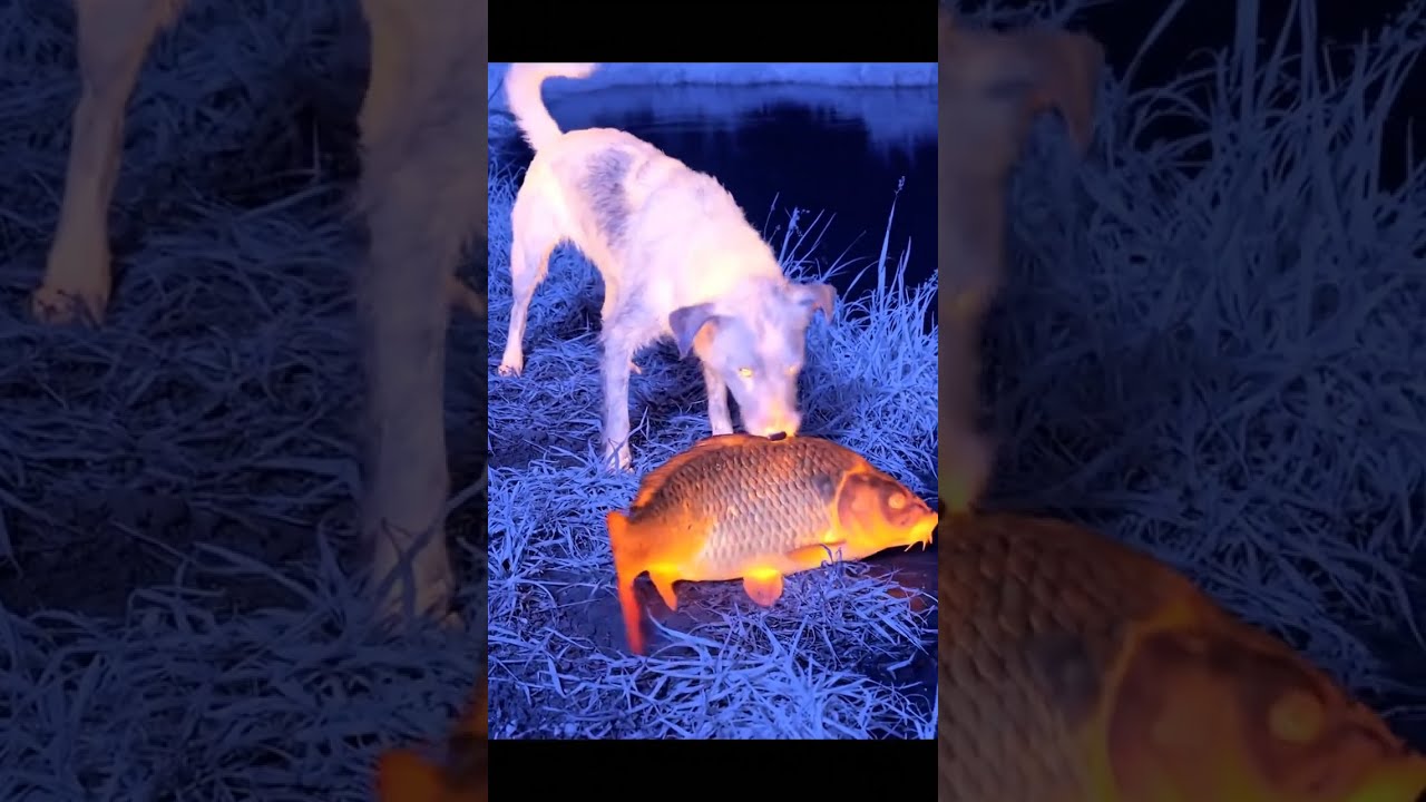 Infrared Camera Catches Stray Dog's SHOCKING Act of Kindness in the Dead of Night!