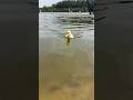 🐥 Tiny Duck's First Swimming Lesson! 😍🌊 #Shorts #Duckling #CuteAnimals #BabyDuck