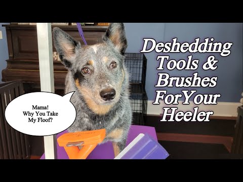 Brush Undercoat Dog