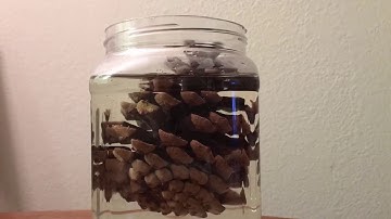 why do pine cones close in water