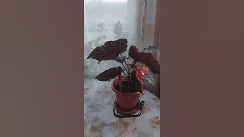 Бегония Коралловая  Как цветёт и уход за ней