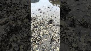 หอยนางรมเกิดเองตามธรรมชาติ #nature #food #sea #sweden