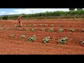 Plantação de melancia 🍉🍉🍉hoje é dia de pentear as ramas