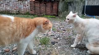 kucing besar merasa jagoan hari ini