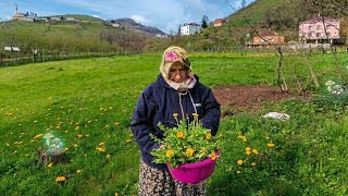 Doğa Sariya Boyandi Şifa Kaynağı Karahindiba Topluyoruz
